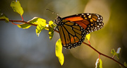 31st Oct 2017 - Monarch Butterfly!