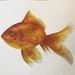 goldfish by pesus