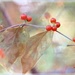 Autumn Berries by lynnz