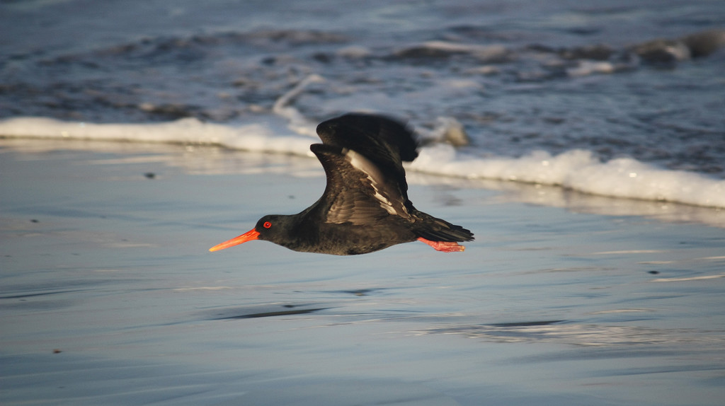 oyster catcher takes off by kali66