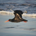 oyster catcher takes off by kali66
