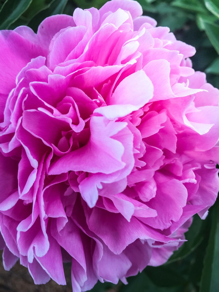 Peony by pusspup