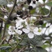 Blackberry Flowers by oldjosh