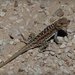  Gecko or lizard by judithdeacon