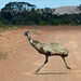  Why did the emu cross the road! by judithdeacon