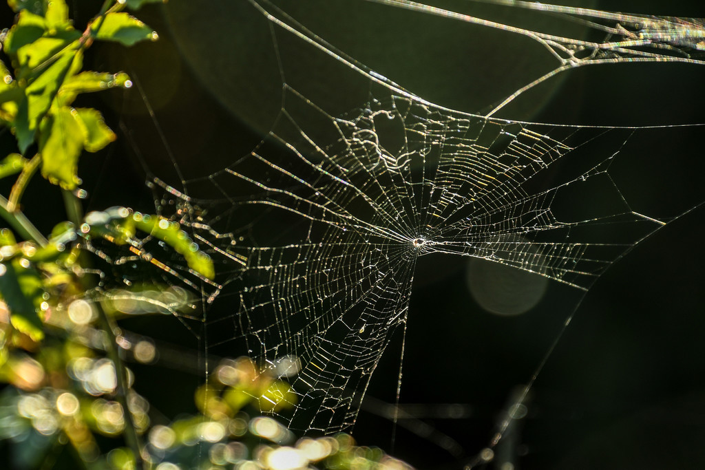 Spiderweb by danette
