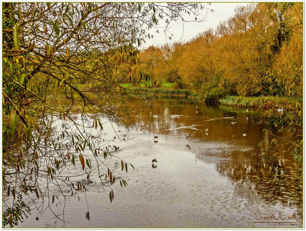 Autumn On The Lake by carolmw