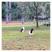 30th Oct 2017 - Campground Goats