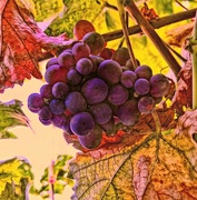 1st Nov 2017 - Grape Vine