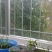 roommate's little window shelf garden :D by zardz