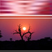 Sunrise at Okonjima by dkbarnett