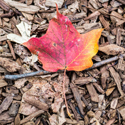 1st Nov 2017 - Maple Leaf