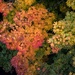 Autumn Colors from Way Above by jyokota
