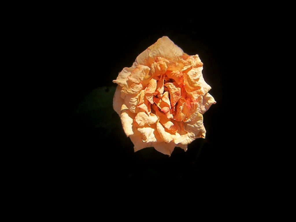 Ruža u noći by vesna0210