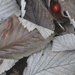 Leaf Litter by redandwhite