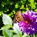 The last Monarch on the last Dahlia by louannwarren
