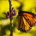 One More Monarch Butterfly! by rickster549