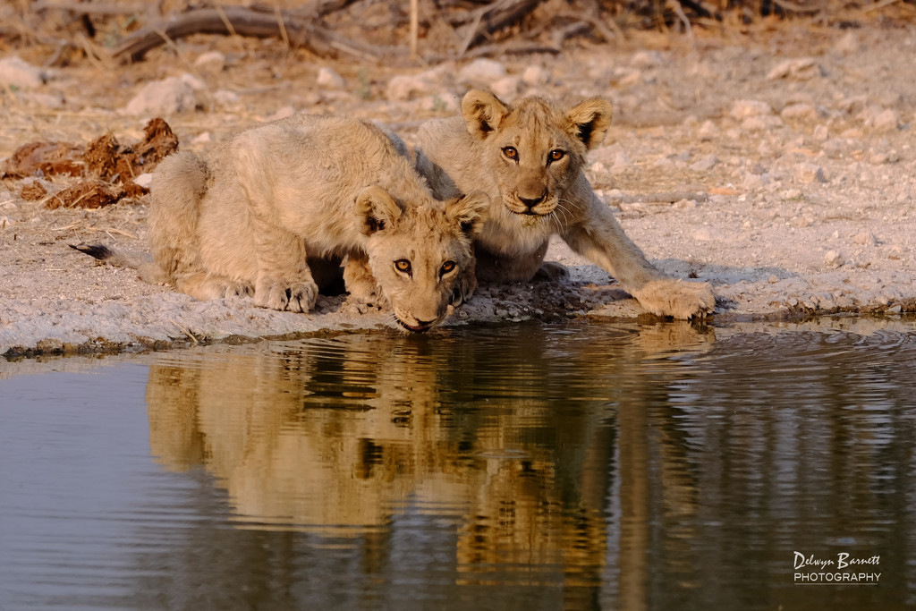 Lion Cubs by dkbarnett