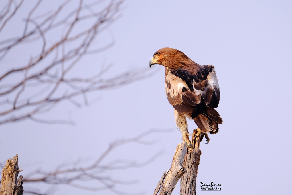 Tawny Eagle by dkbarnett