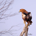Tawny Eagle by dkbarnett