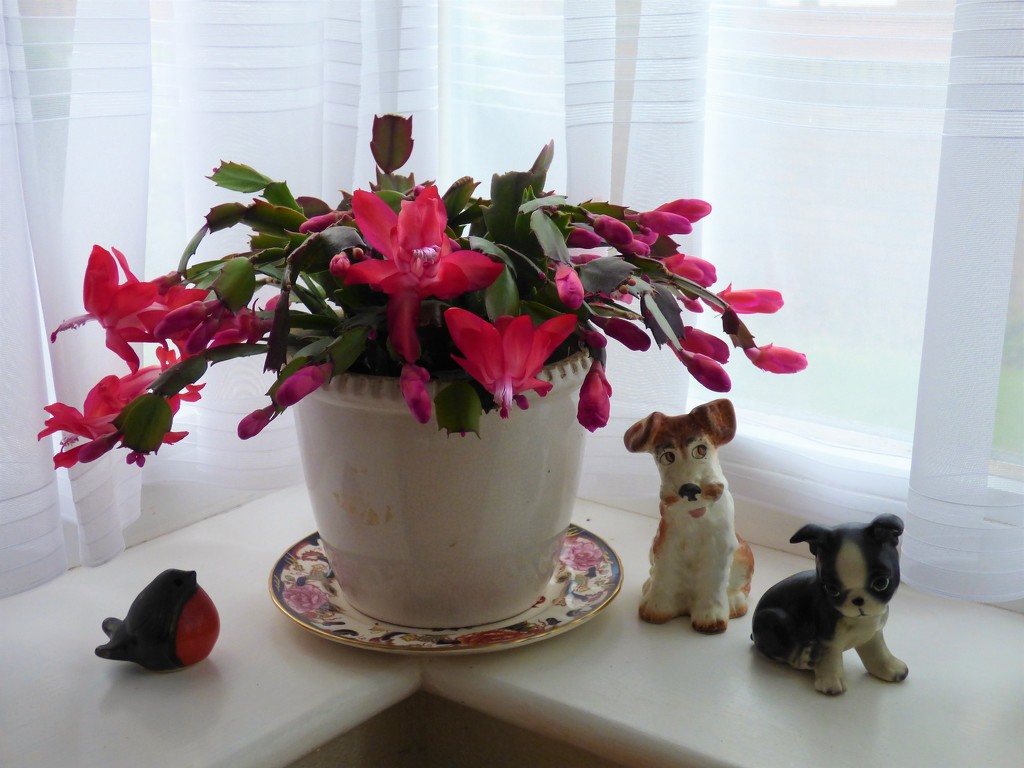 The Christmas cactus  by beryl