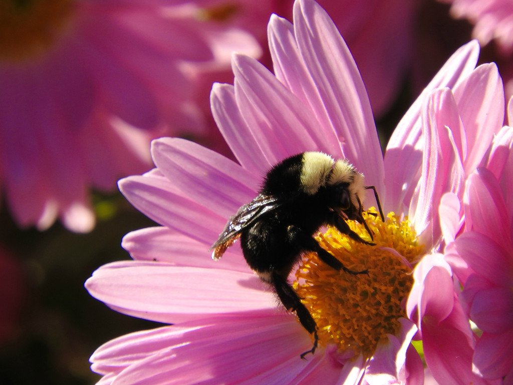 Busy Bumble Bee by seattlite