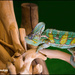 Chameleon by rosiekind