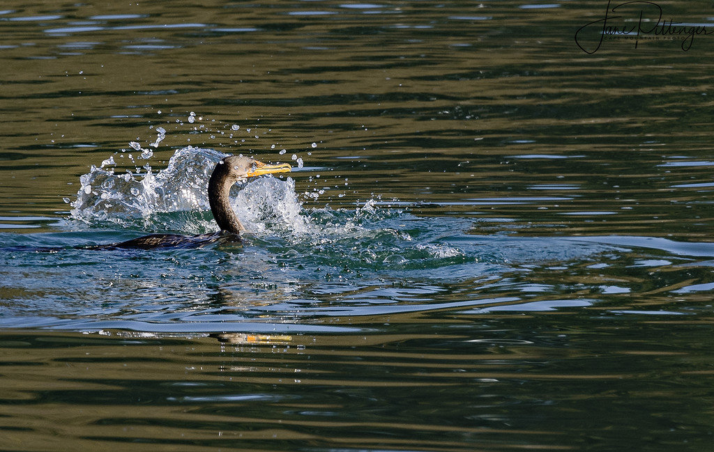 Cormorant Making A Splash by jgpittenger