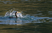 2nd Nov 2017 - Cormorant Making A Splash