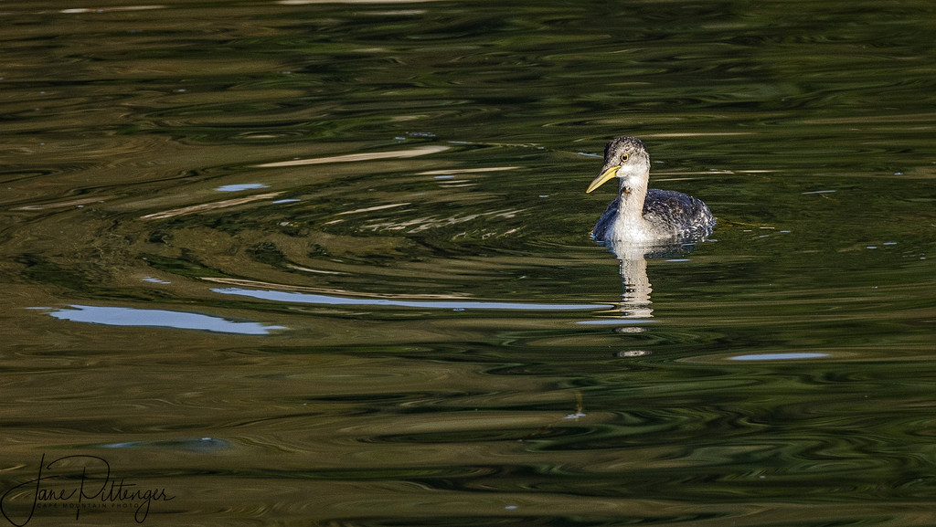 Red Necked Grebe by jgpittenger