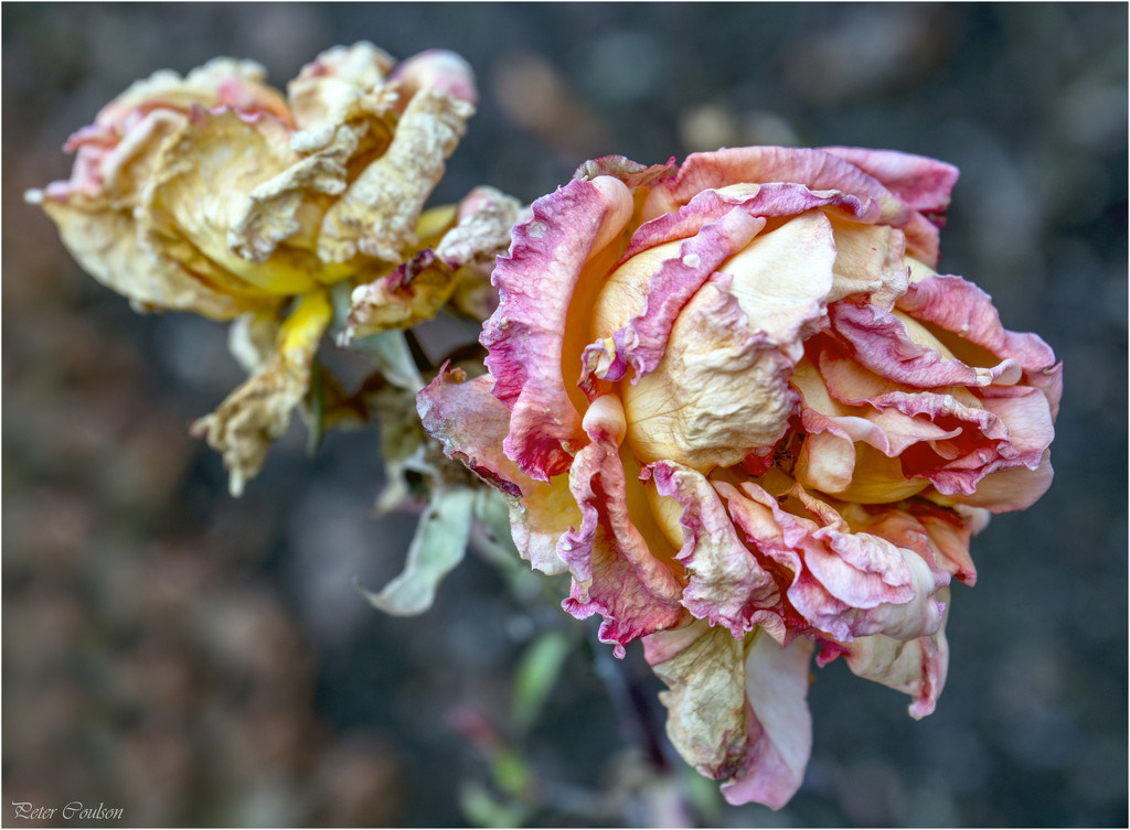 Decaying Beauty by pcoulson