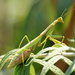 Continuing with Mantis week … apparently by rhoing