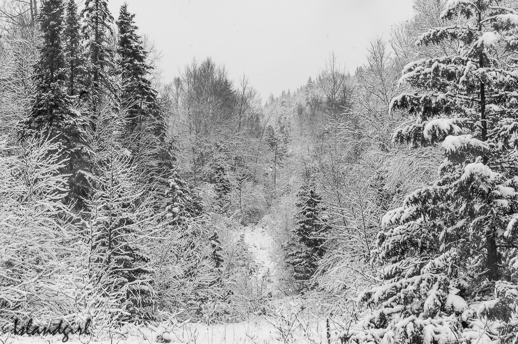 Snowy trees   by radiogirl