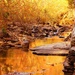 The Golden Creek by milaniet