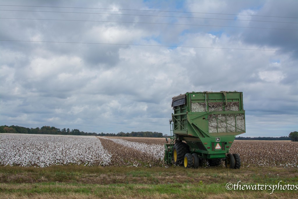 "Cotton Pickin' Time..." by thewatersphotos