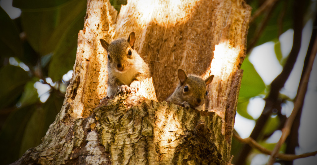 Baby Squirrels Again! by rickster549