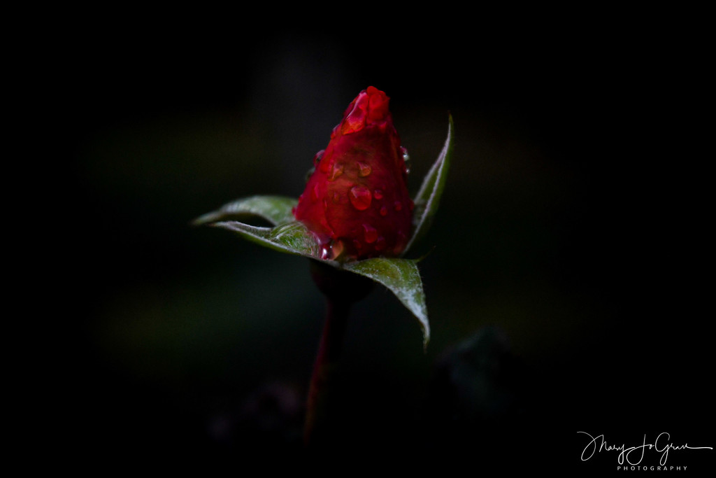 ~Rose Bud~ by crowfan