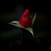 ~Rose Bud~ by crowfan