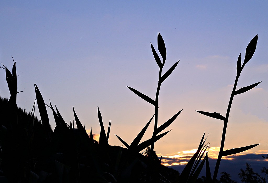 Silhouette stalks  by kiwinanna