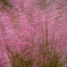 Sweetgrass in bloom, Charleston, SC by congaree