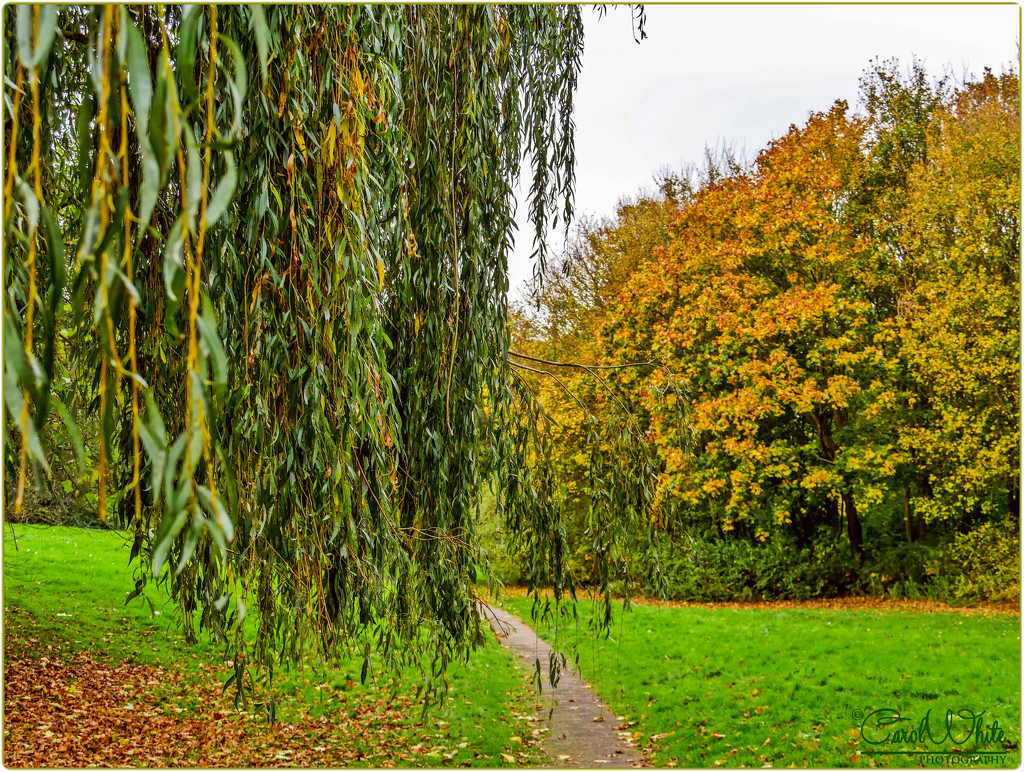 Autumn In The Park by carolmw