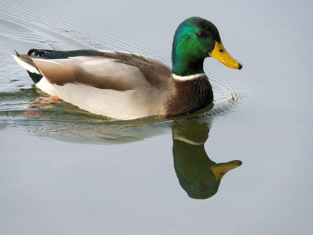 A Mallard Duck on Green Lake by seattlite