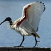  ibis by judithdeacon