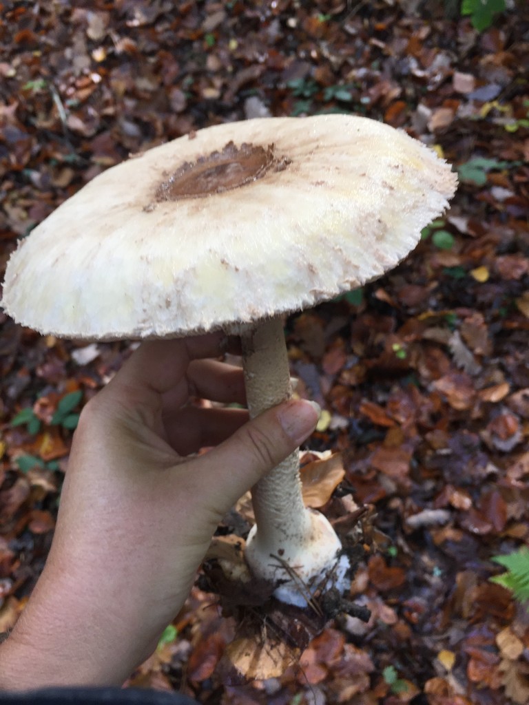 big mushroom.  by cocobella