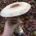 big mushroom.  by cocobella