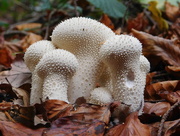 3rd Nov 2017 - Furry forest fungi