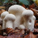 Furry forest fungi on 365 Project