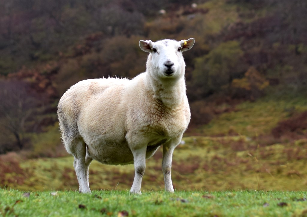 damp sheep by christophercox