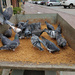 Pigeon  by brillomick