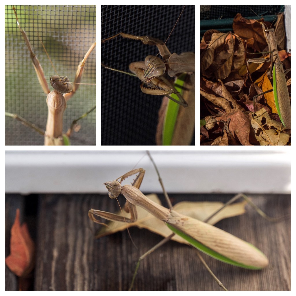 Praying Mantis photoshoot by berelaxed